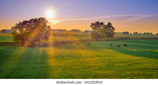 Thoroughbred horses grazing at sunset in a field. - Shutterstock ID 1412323913