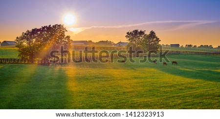 Thoroughbred horses grazing at sunset in a field.