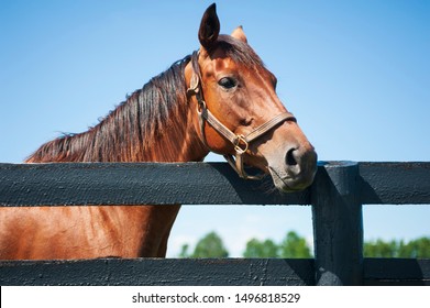 Thoroughbred Horses On A Horse Farm