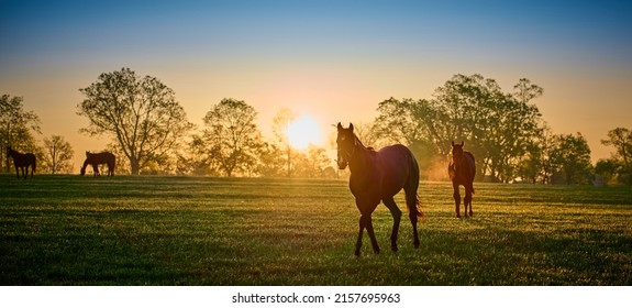 Thoroughbred horses walking in a field at sunrise. - Powered by Shutterstock