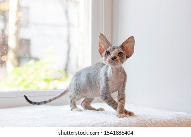 Thoroughbred kitten stands on the windowsill at the window. Cat Devon Rex