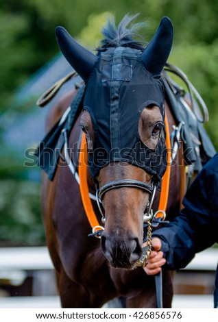Thoroughbred in the paddock before the race.