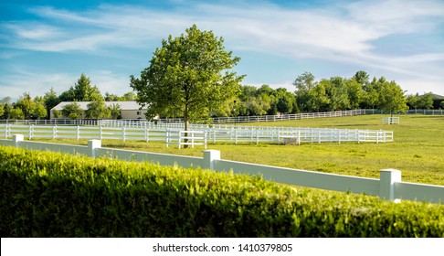 Thoroughbred Race Horse Breeding Farm. Stud Farm.