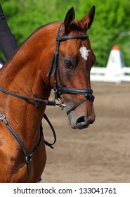 Thoroughbred Race Horse Portrait