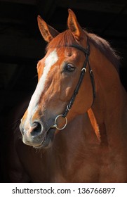 Thoroughbred Race Horse Portrait On Dark Stable