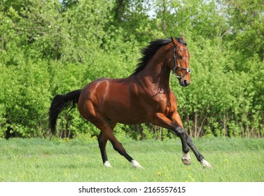 Thoroughbred race horse runs gallop in ranch meadow