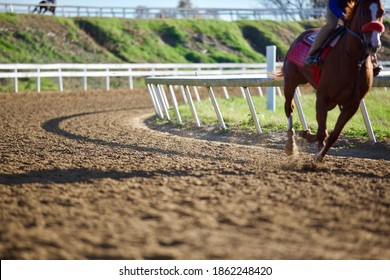 Thoroughbred race horse trains for racing on a dirt track in Lexington Kentucky 