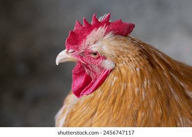 Thoroughbred rooster with red feathers close. Agriculture - Powered by Shutterstock