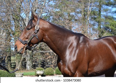 Thoroughbred Triple Crown Winner American Pharoah. 