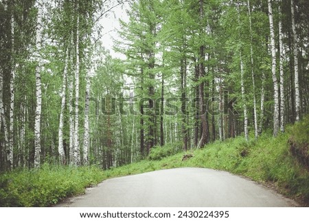 A thoroughfare running through a dense forest with larch trees lining both sides, creating a natural landscape filled with terrestrial plants