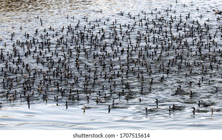 thosands of cormorant ducks arrive in river at ahmedabad 