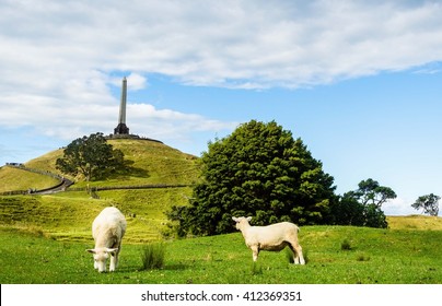 Those Sheep Are On One Tree Hill, Auckland 