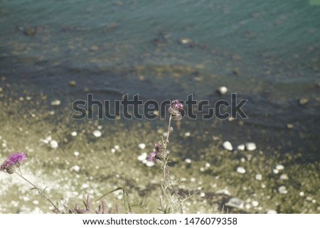 Similar – Hallig Gröde | blooming sea lilacs at the jetty