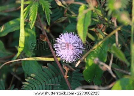 Thottavadi flower (Mimosa flower) lots seen in kerala