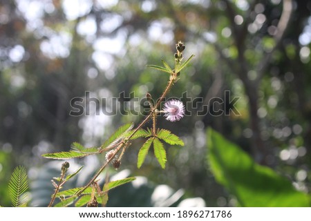 Thottavadi flower : Mimosa pudica in kerala