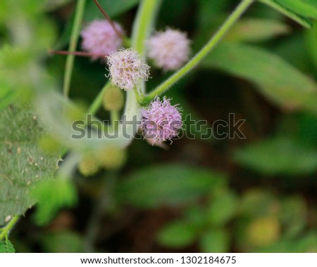 Thottavadi - Mimosa Pudica - Flower 
