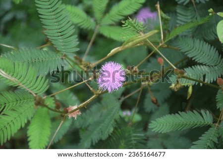 Thottavadi plant and flower | Mimosa pudica
