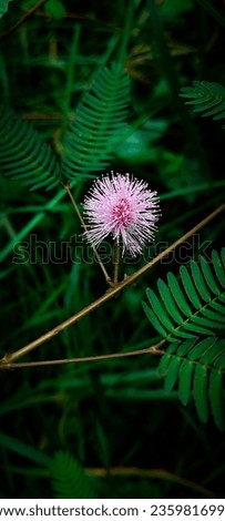 Thottavadi

 Scientific name : Mimosa pudica