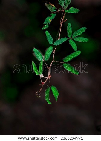 Thottavadi(scientific name as-Mimosa pudica) in malayalam,