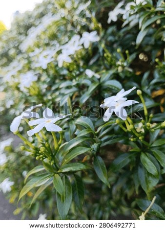 Though this flower is tiny, it offers a natural beauty.