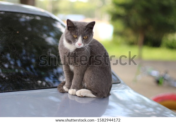 Thought cat on a\
car