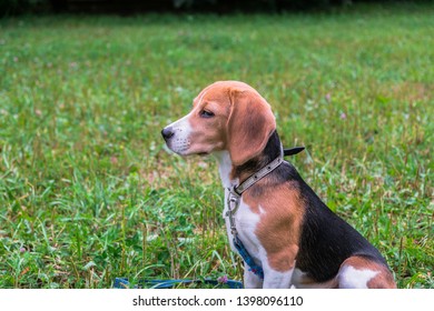 Bicolor Beagle Puppy Licking Snout After Stock Photo 1079268428 ...