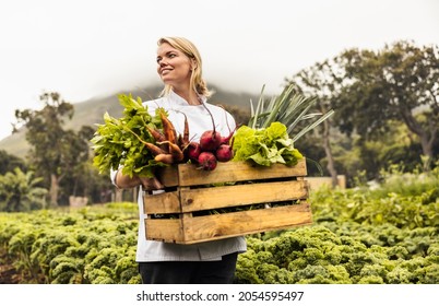 Thoughtful Female Chef Carrying A Crate Full Of Freshly Picked Vegetables On An Organic Farm. Self-sustainable Female Chef Standing In An Agricultural Field With A Variety Of Fresh Produce.