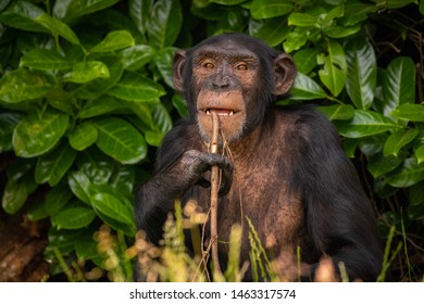 Thoughtful Female Chimpanzee Holding Stick