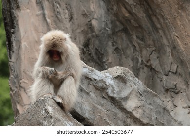 Thoughtful Monkey Sitting on a Rock with a Sad Expression - Powered by Shutterstock