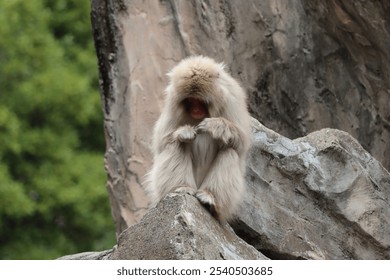 Thoughtful Monkey Sitting on a Rock with a Sad Expression - Powered by Shutterstock