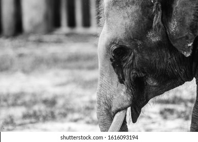 The Thoughtful And Sad Look Of An Elephant In The Zoo. The Tear Of The Elephant Spotted Obviously. Black And White. Copy Space. Selective Focus. Image Contains Excessive Noise, Film Grain.