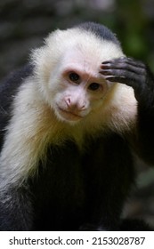 Thoughtful white-throated capuchin scratching his head