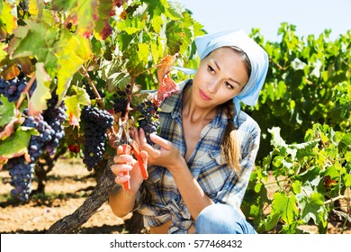 Thoughtful Young Woman Working On Picking Ripe Grapes On Winery Yard