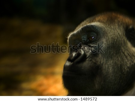 Thoughtfull Gorilla