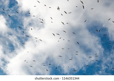 Thousand Bird Fly On Blue Sky Stock Photo 1146351344 | Shutterstock