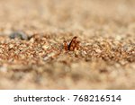 Thousand of Termites coming out from mound before monsoon - Its good source of protein for birds, small mammals and especially sloth bears
