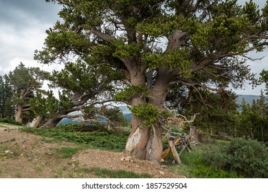 Thousand Year Old Bristlecone Pines in the Pike National Forest in the Rocky Mountains of Colorado, USA - Powered by Shutterstock