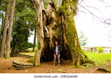Thousand year old Linden tree, old and big tree