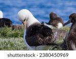 Thousands of albatross on Midway Atoll.