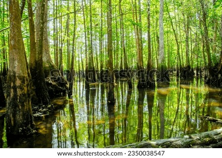 Thousands of bald cypress tree located in still or slow-moving water with backlit on bright green leaves spiral stem at Morrison Springs Park, Walton County, Florida, US. Taxodium distichum tree