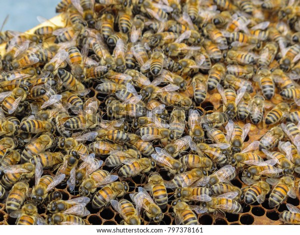 Thousands Bees On Frame Behive Bees Stock Photo Edit Now