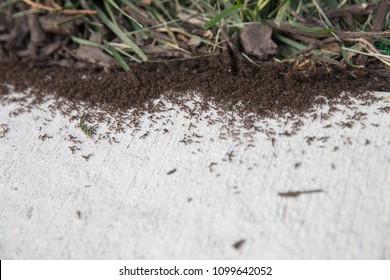 thousands of black ants on concrete ground close up.