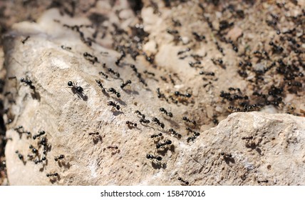thousands of black ants on stony ground