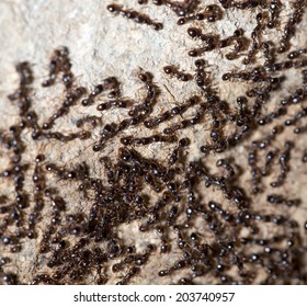 thousands of black ants on stony ground