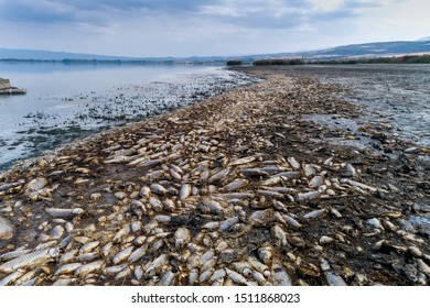 1,116 Dead fish on land Images, Stock Photos & Vectors | Shutterstock