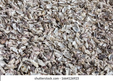  Thousands of empty shells of eaten oysters discarded on sea floor in Cancale, famous for oyster farms.  Brittany, France 