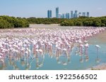 Thousands of Greater Flamingos (Phoenicopterus roseus) at Ras Al Khor Wildlife Sanctuary in Dubai, wading in lagoon and fishing, with Dubai skyline in the background. 