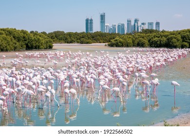 Thousands of Greater Flamingos (Phoenicopterus roseus) at Ras Al Khor Wildlife Sanctuary in Dubai, wading in lagoon and fishing, with Dubai skyline in the background.  - Shutterstock ID 1922566502