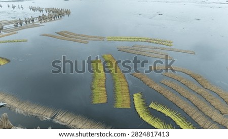 Thousands of jute stalks float across the waters of Bortir Bil, North 24 Parganas, West Bengal, India, during traditional retting. Fresh green jute is soaked for 20–25 days, allowing fibers to separate naturally as the stalks change color. This eco-friendly process produces sustainable fiber for the textile industry, reducing reliance on plastic.