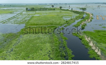 Thousands of jute stalks float across the waters of Bortir Bil, North 24 Parganas, West Bengal, India, during traditional retting. Fresh green jute is soaked for 20–25 days, allowing fibers to separate naturally as the stalks change color. This eco-friendly process produces sustainable fiber for the textile industry, reducing reliance on plastic.